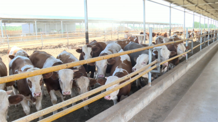 高臺 肉牛產業勢頭強勁，畜牧設備技術開發助力鄉村振興
